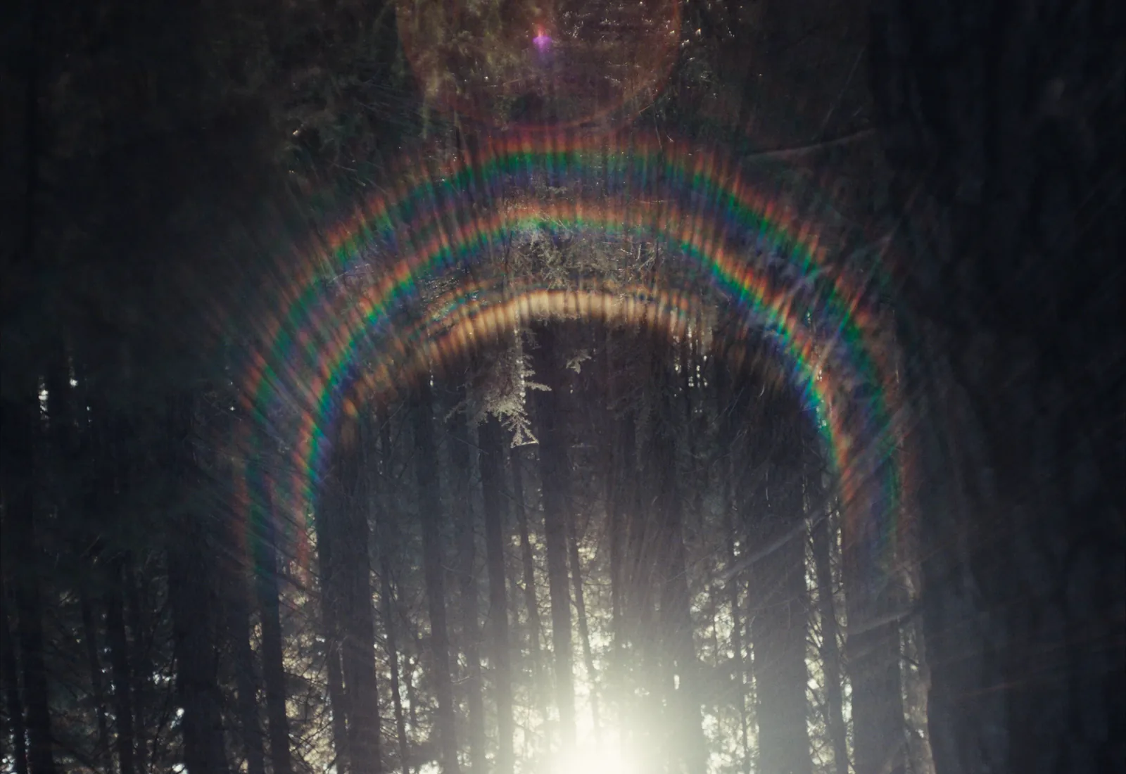Low sun breaking through a pine forest, with a full rainbow-coloured ring flare arcing across the frame.